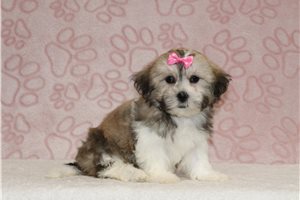 Grace - Shichon for sale