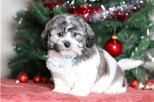 Darrell - Shichon for sale