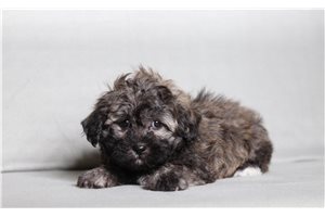 Erica - Shichon for sale