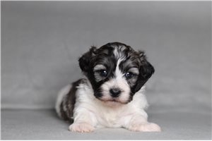 Colby - Shichon for sale