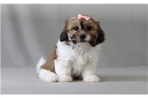 Sandra - Shichon for sale