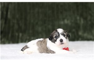 Dandy - Shichon for sale