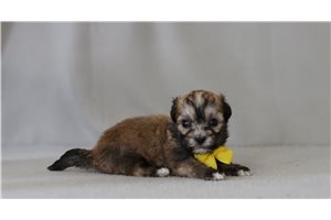 Griffin - Shichon for sale