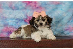 Ruby - Shichon for sale