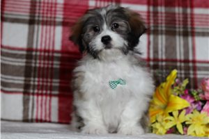 Ezekiel - Shichon for sale