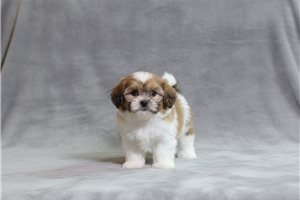 Earnest - Shichon for sale