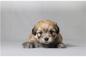 Vortimer - Shichon for sale