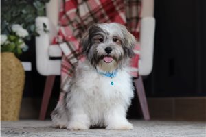 Flint - Shichon for sale