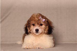 Clover - Shichon for sale