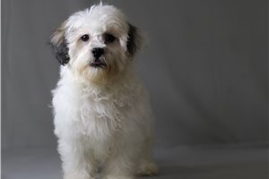 Felix - Shichon for sale