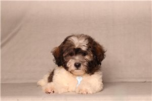 Cruz - Shichon for sale
