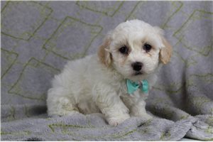 Anthony - Shichon for sale