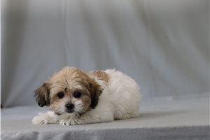 Mandy - Shichon for sale