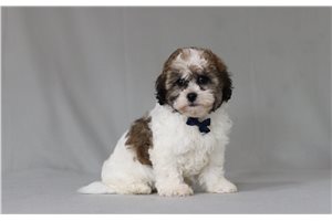 Tyler - Shichon for sale