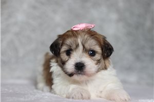 Erica - Shichon for sale