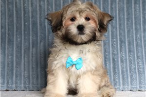Pablo - Shichon for sale