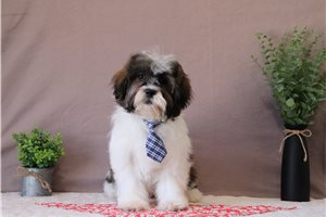 Ezra - Shichon for sale