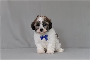 Tyler - Shichon for sale