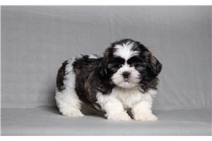 Emilio - Shichon for sale