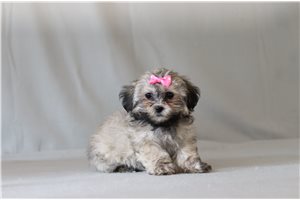Taylor - Shichon for sale