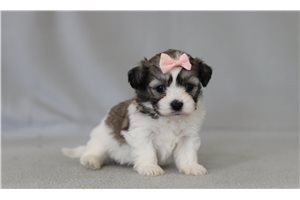 Gothel - Shichon for sale
