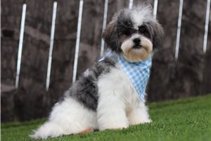 Kason - Shichon for sale