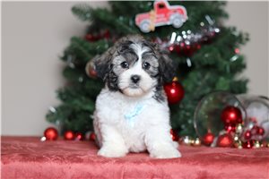 Draco - Shichon for sale