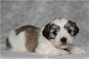Eddy - Shichon for sale