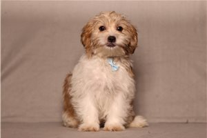 Earnest - Shichon for sale