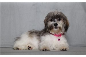 Edith - Shichon for sale