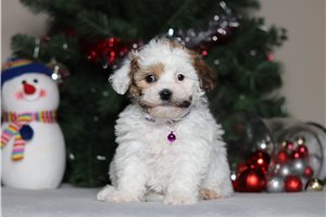 Lucy - Shichon for sale