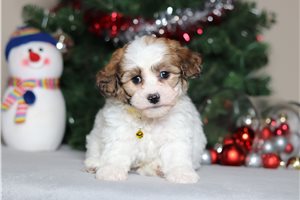 Lorenzo - Shichon for sale
