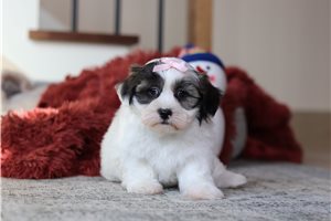 Scarlett - Shichon for sale