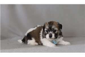 Gulliver - Shichon for sale