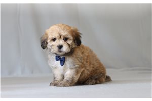 Vortimer - Shichon for sale