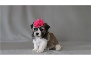Grace - Shichon for sale