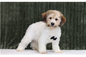 Tycho - Shichon for sale