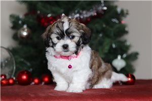 Lydia - Shichon for sale