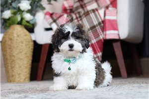 Phoenix - Shichon for sale