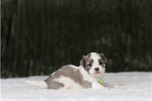 Dino - Shichon for sale