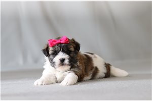 Sally - Shichon for sale