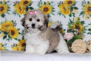 Jersey - Shichon for sale