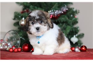 Carter - Shichon for sale