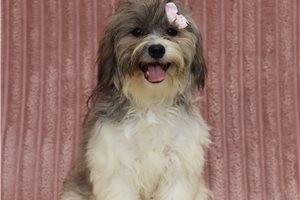 Edith - Shichon for sale