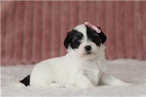 Dodie - Shichon for sale