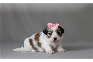 Rachel - Shichon for sale