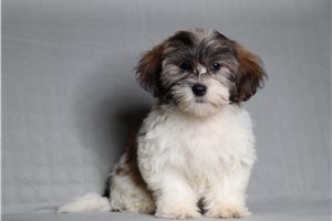 Easton - Shichon for sale
