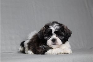 Emmie - Shichon for sale