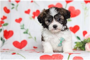 Ezekiel - Shichon for sale