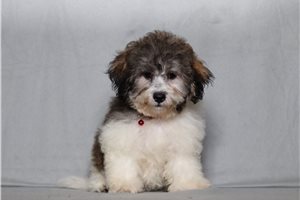 Craig - Shichon for sale